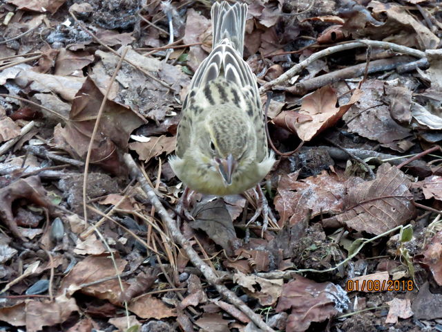 Dickcissel