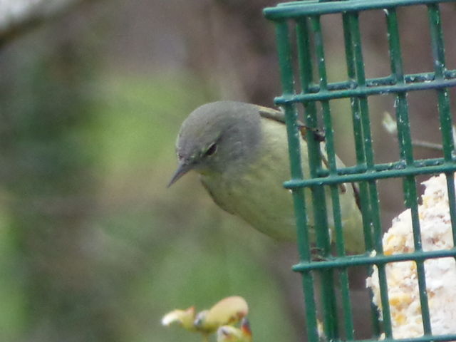 Orange-crowned Warbler