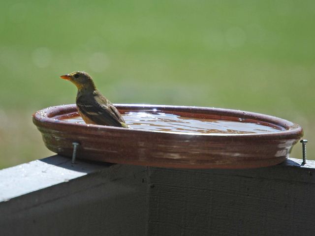 Western Tanager
