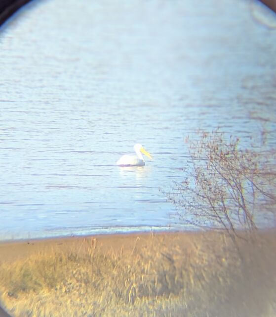American White Pelican