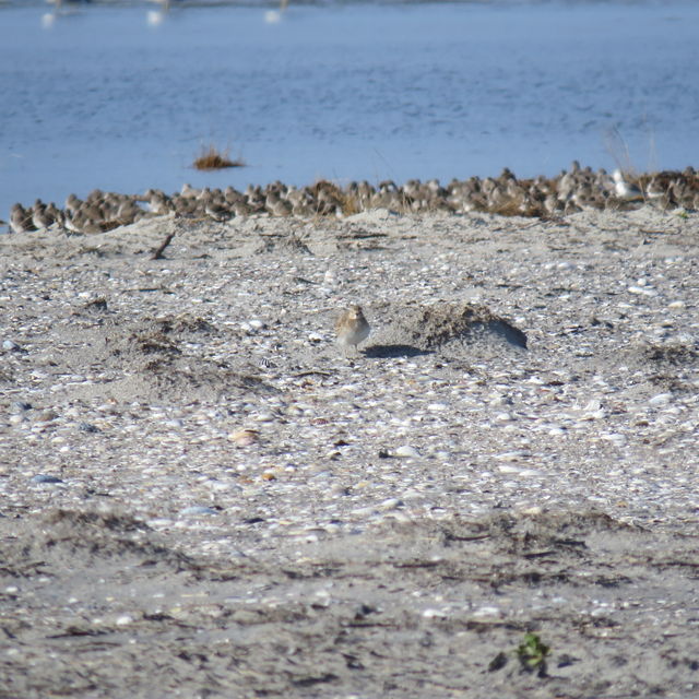 Mountain Plover