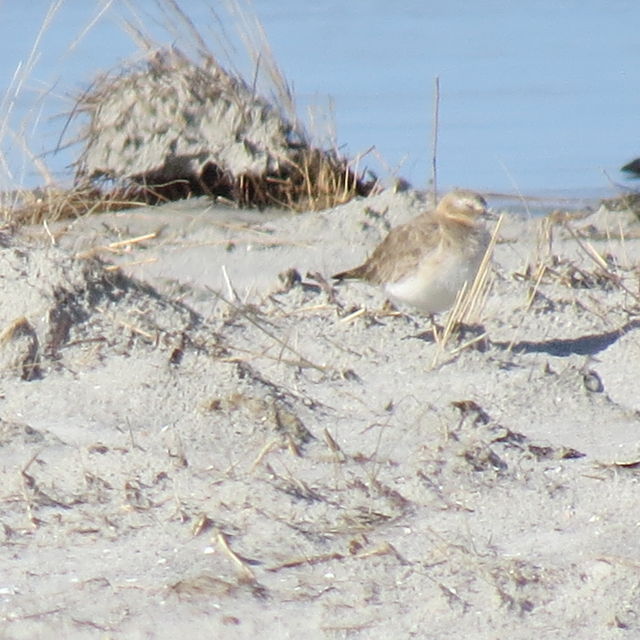 Mountain Plover