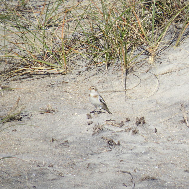 Snow Bunting
