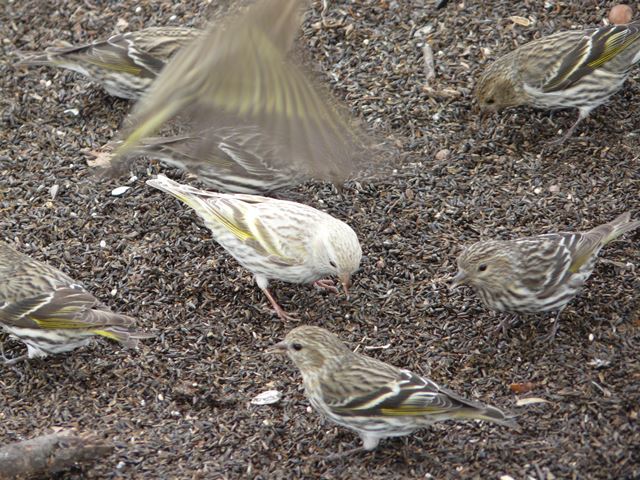 Pine Siskin