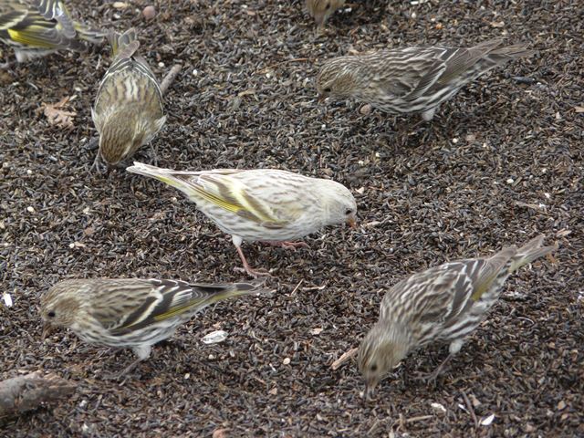 Pine Siskin