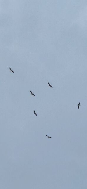 Wood Stork