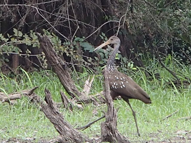 Limpkin