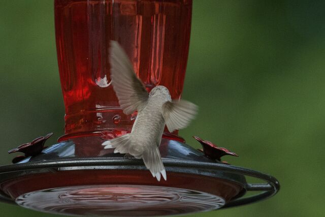 Ruby-throated Hummingbird