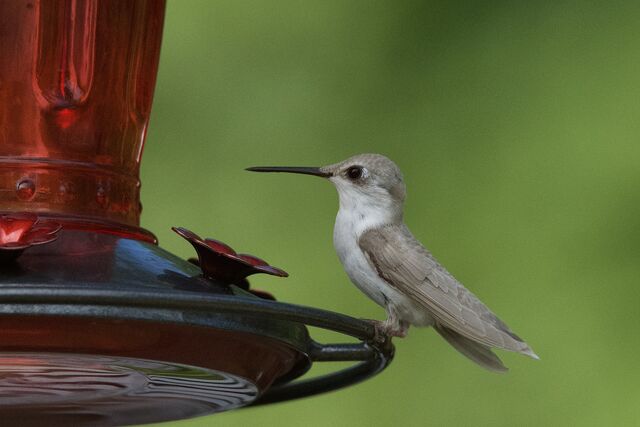 Ruby-throated Hummingbird