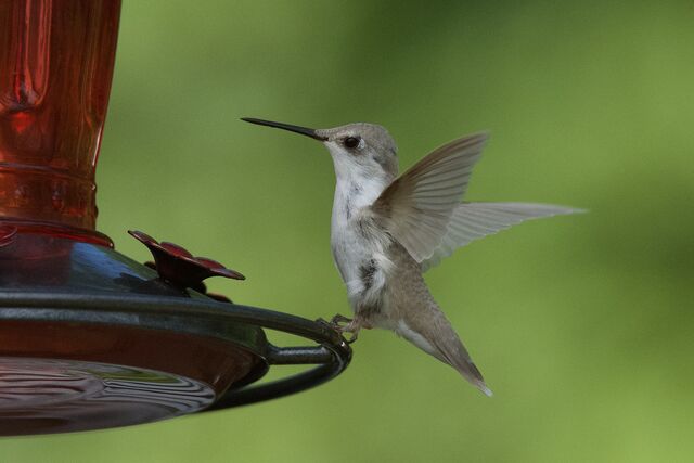 Ruby-throated Hummingbird