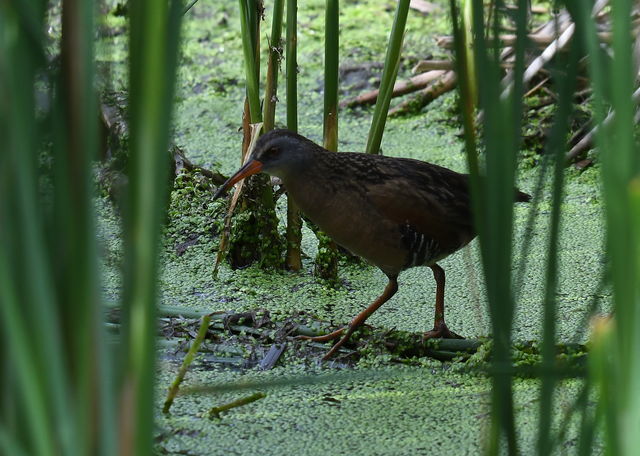 Virginia Rail