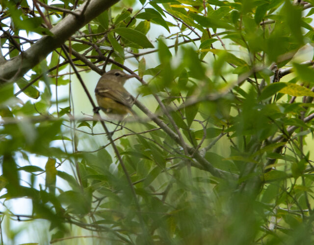 Bell's Vireo
