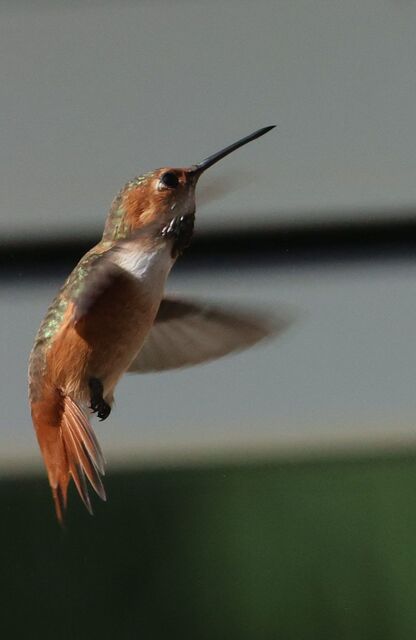 Allen's Hummingbird
