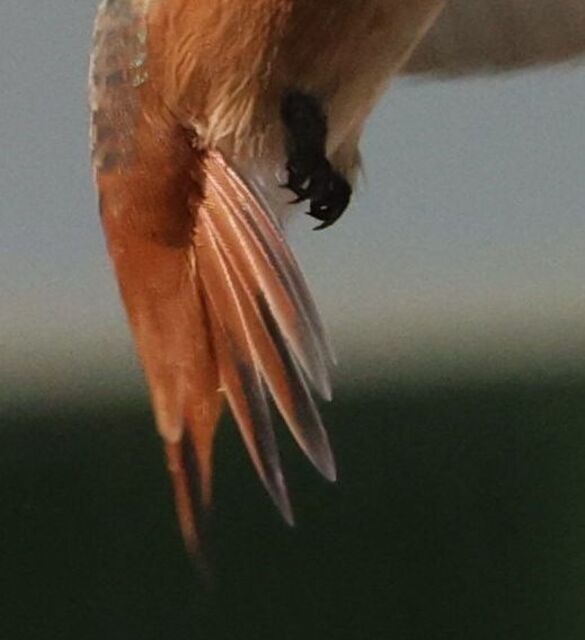 Allen's Hummingbird