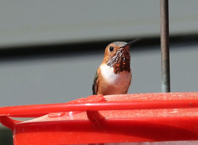 Allen's Hummingbird