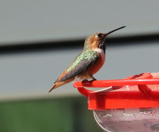 Allen's Hummingbird
