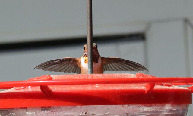 Allen's Hummingbird