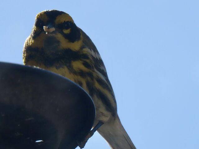 Townsend's Warbler