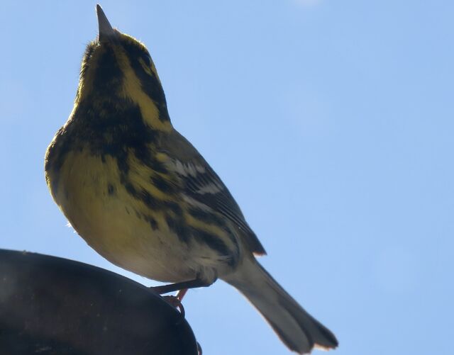 Townsend's Warbler