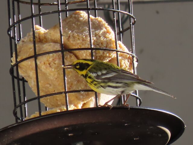 Townsend's Warbler