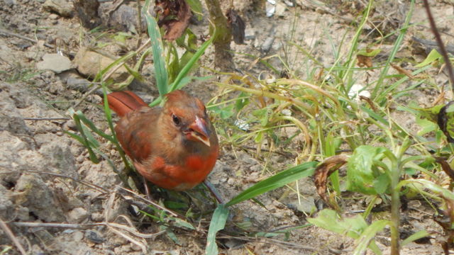 Northern Cardinal