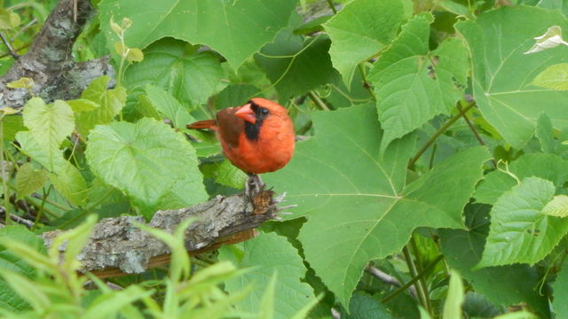 Northern Cardinal
