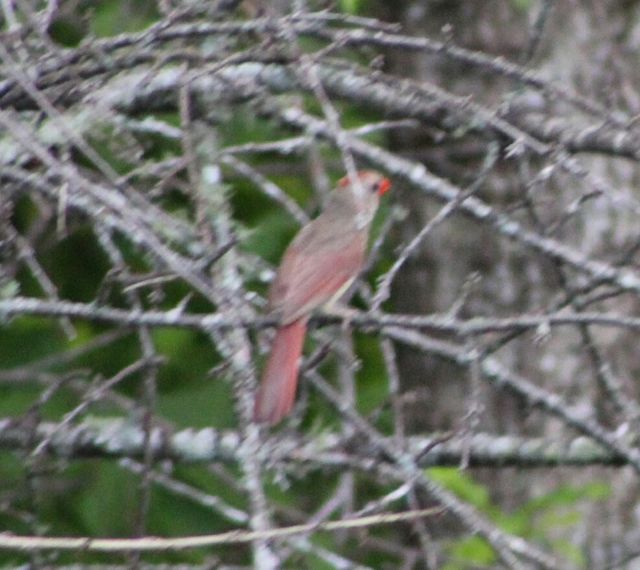 Northern Cardinal