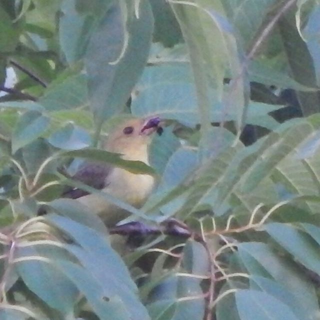 Scarlet Tanager