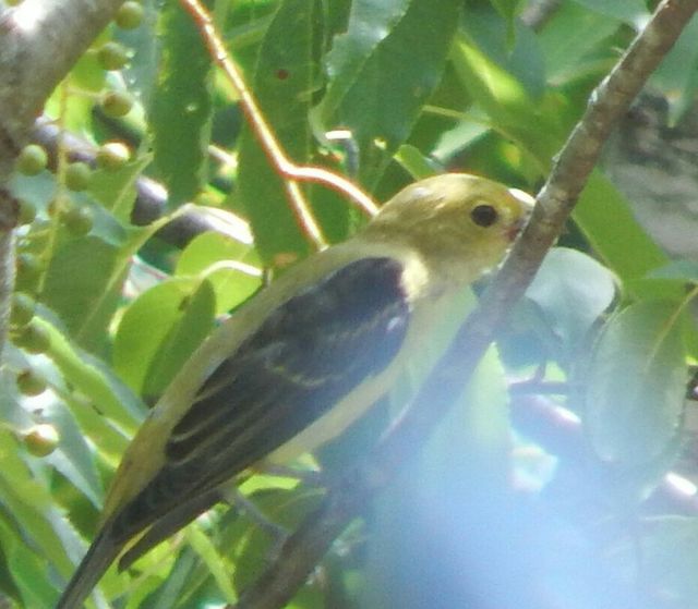 Scarlet Tanager