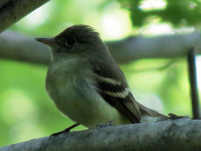 Acadian Flycatcher
