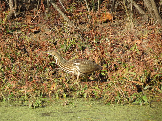 American Bittern