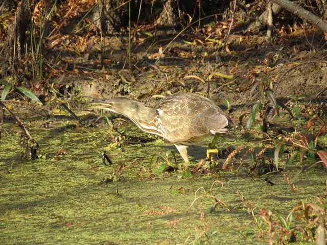American Bittern