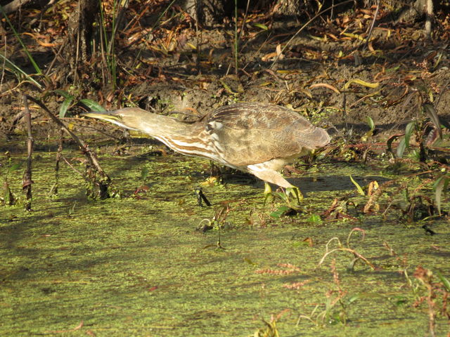 American Bittern