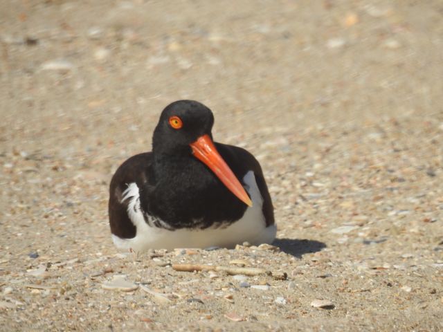 American Oystercatcher