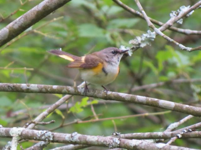 American Redstart