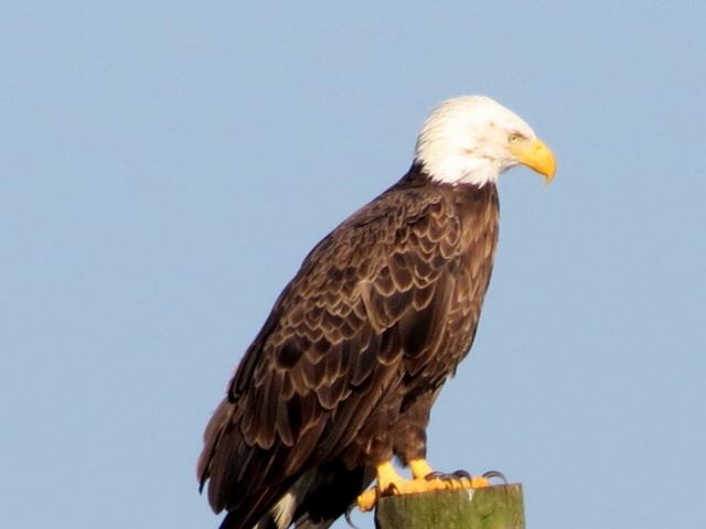 Bald Eagle