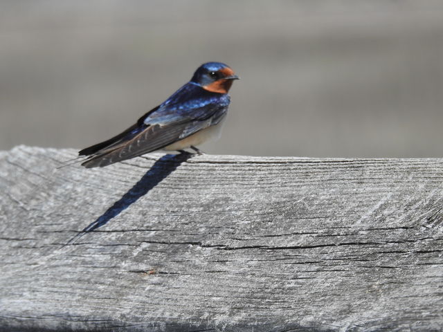 Barn Swallow