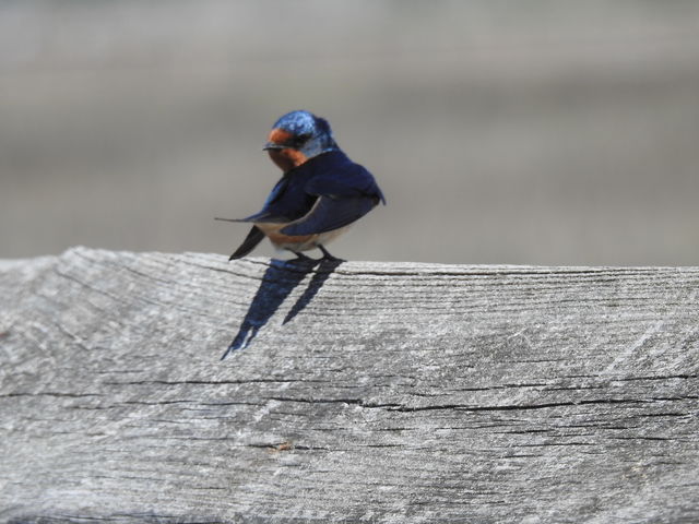 Barn Swallow