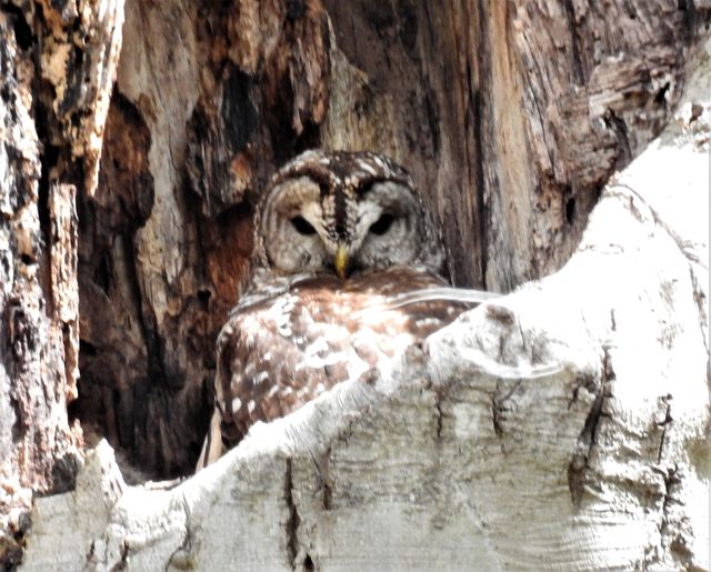 Barred Owl