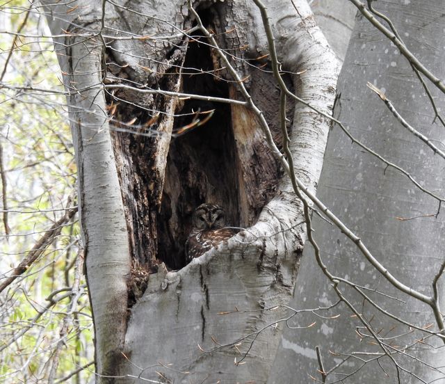 Barred Owl