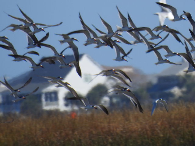 Black Skimmer