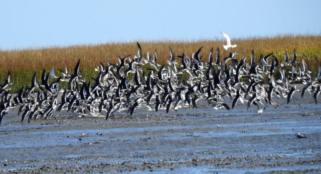 Black Skimmer