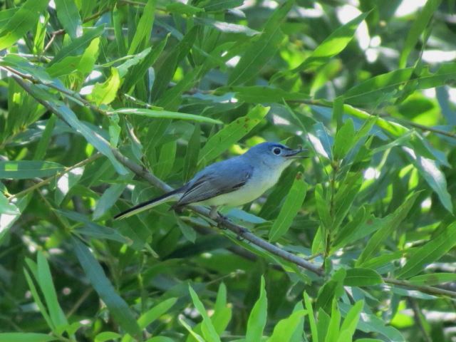 Blue-gray Gnatcatcher