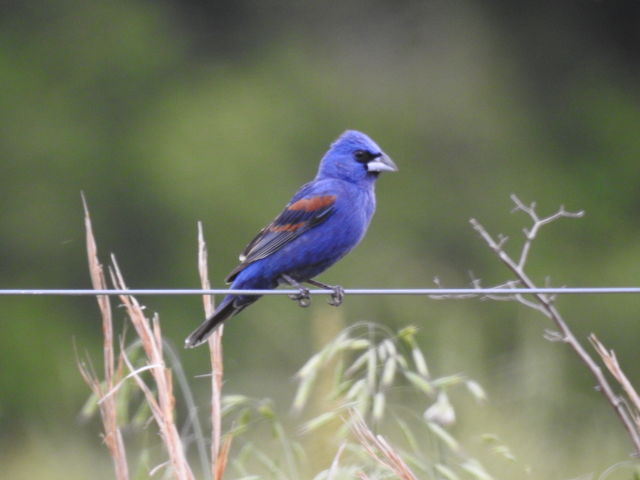Blue Grosbeak