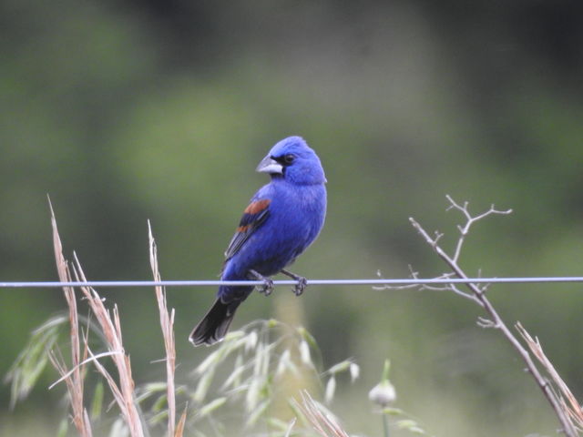 Blue Grosbeak