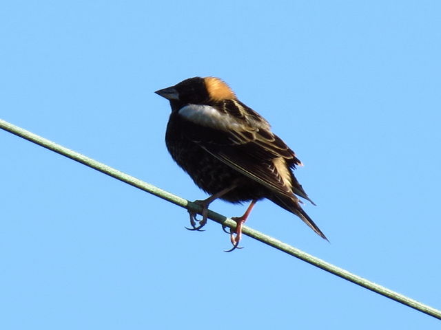 Bobolink