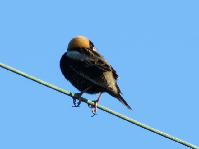 Bobolink
