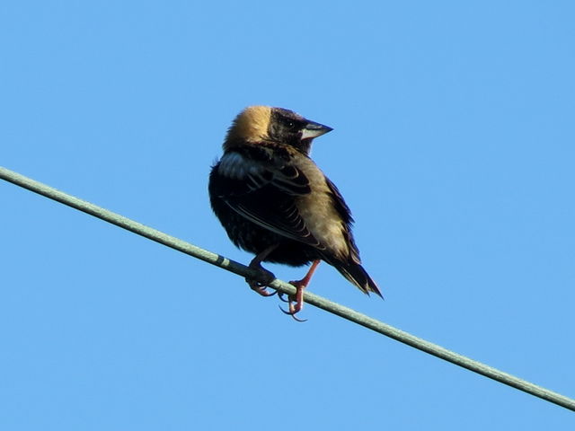 Bobolink