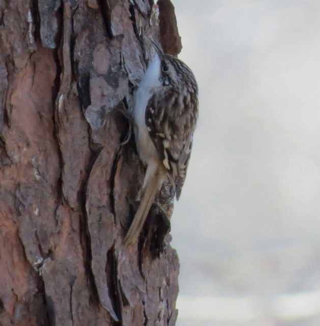 Brown Creeper