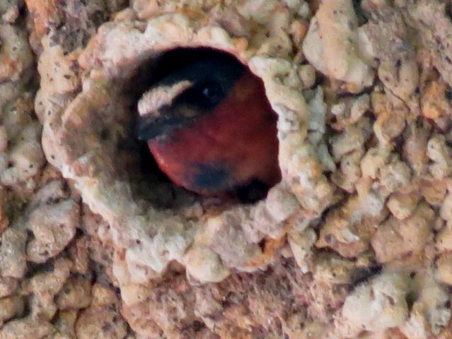 Cliff Swallow